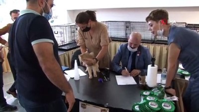 Farkli Irktan Kediler Istanbul Da Gorucuye Cikti