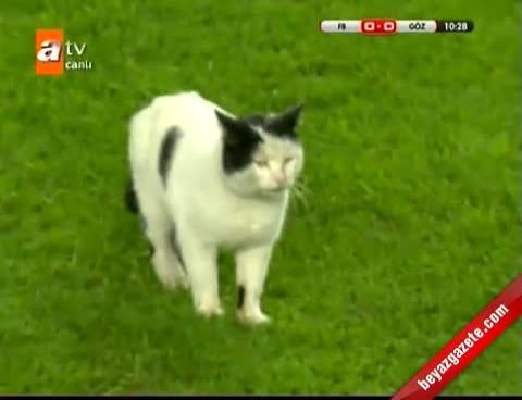 fenerbahce goztepe macinda sahaya kedi girdi