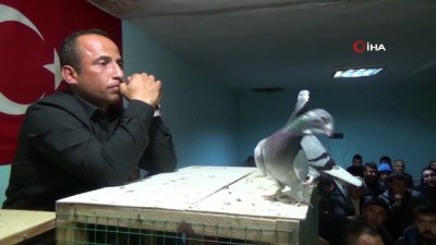 Otomobil Fiyatina Guvercin Acik Artirmaya Cikan Guvercinler 20 Tl Den 75 Bin Tl Ye Kadar Alici Buluyor