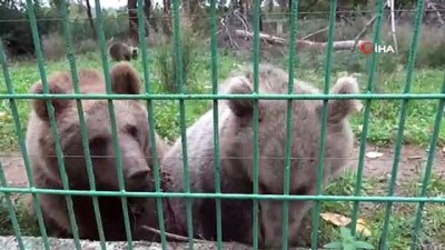 turkiye nin tek ayi barinaginda dunya